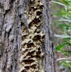 Unidentified Shelf-like to hoof-like & usually on wood at Broulee Moruya Nature Observation Area - 5 Jun 2024 by LisaH