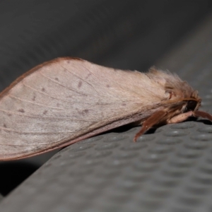 Unidentified Swift and Ghost moth (Hepialidae) at suppressed by TimL