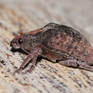 Unidentified Weevil (Curculionoidea) at suppressed by TimL