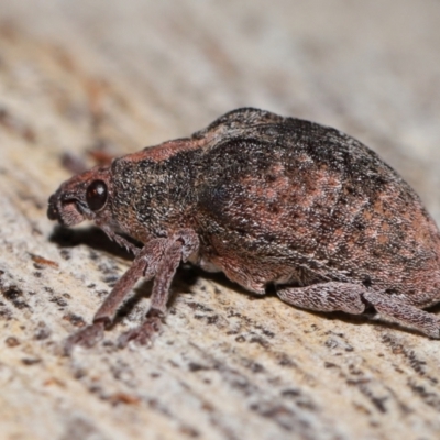 Gonipterus sp. (genus) (Eucalyptus Weevil) at Namadgi National Park - 5 Jun 2024 by TimL