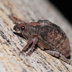 Gonipterus sp. (genus) at Namadgi National Park - 5 Jun 2024