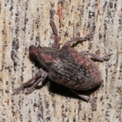 Gonipterus sp. (genus) at Namadgi National Park - 5 Jun 2024