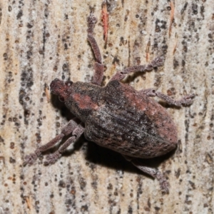 Gonipterus sp. (genus) at Namadgi National Park - 5 Jun 2024