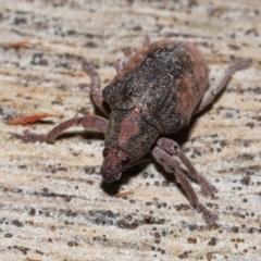 Gonipterus sp. (genus) at Namadgi National Park - 5 Jun 2024