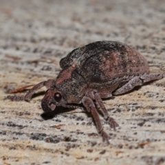 Gonipterus sp. (genus) at Namadgi National Park - 5 Jun 2024