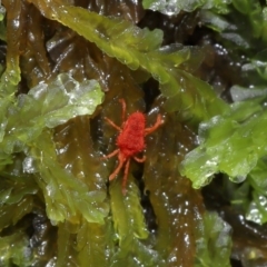Trombidiidae (family) (Red velvet mite) at Paddys River, ACT - 1 Jun 2024 by TimL
