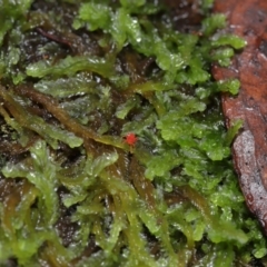 Trombidiidae (family) at Tidbinbilla Nature Reserve - 1 Jun 2024