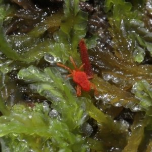 Trombidiidae (family) at Tidbinbilla Nature Reserve - 1 Jun 2024