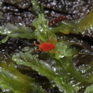 Trombidiidae (family) at Tidbinbilla Nature Reserve - 1 Jun 2024