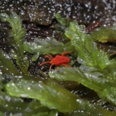 Trombidiidae (family) at Tidbinbilla Nature Reserve - 1 Jun 2024