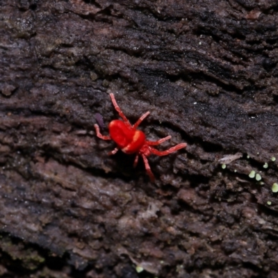 Paratrombium sp. (genus) (A velvet mite) at Cotter River, ACT - 5 Jun 2024 by TimL