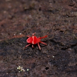 Paratrombium sp. (genus) at Namadgi National Park - 5 Jun 2024