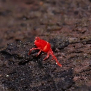 Paratrombium sp. (genus) at Namadgi National Park - 5 Jun 2024