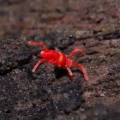 Paratrombium sp. (genus) at Namadgi National Park - 5 Jun 2024