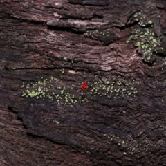 Paratrombium sp. (genus) at Namadgi National Park - 5 Jun 2024