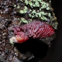 Unidentified Cap on a stem; gills below cap [mushrooms or mushroom-like] at Paddys River, ACT - 1 Jun 2024 by TimL