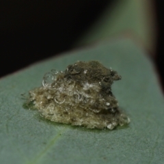 Glycaspis sp. (genus) at Yarralumla, ACT - 29 May 2024 by TimL