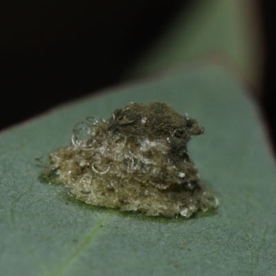 Glycaspis sp. (genus) (Unidentified sugary lerp) at Sth Tablelands Ecosystem Park - 29 May 2024 by TimL