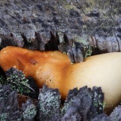 Unidentified Fungus at Broulee Moruya Nature Observation Area - 5 Jun 2024 by LisaH