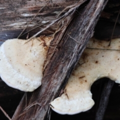 Unidentified Shelf-like to hoof-like & usually on wood at Broulee Moruya Nature Observation Area - 4 Jun 2024 by LisaH