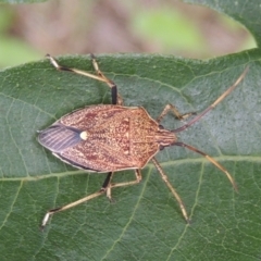 Poecilometis strigatus (Gum Tree Shield Bug) at Pollinator-friendly garden Conder - 26 Dec 2023 by MichaelBedingfield