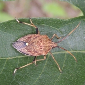 Poecilometis strigatus at Pollinator-friendly garden Conder - 26 Dec 2023 12:44 PM