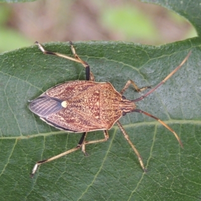 Poecilometis strigatus (Gum Tree Shield Bug) at Conder, ACT - 26 Dec 2023 by michaelb