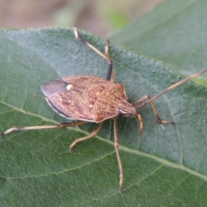 Poecilometis strigatus at Pollinator-friendly garden Conder - 26 Dec 2023 12:44 PM