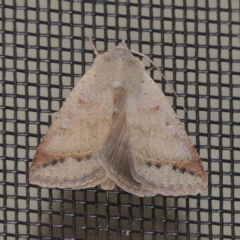 Pantydia sparsa (Noctuid Moth) at Pollinator-friendly garden Conder - 28 Dec 2023 by michaelb