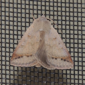 Unidentified Noctuoid moth (except Arctiinae) at suppressed by michaelb
