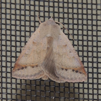 Pantydia sparsa (Noctuid Moth) at Pollinator-friendly garden Conder - 28 Dec 2023 by MichaelBedingfield