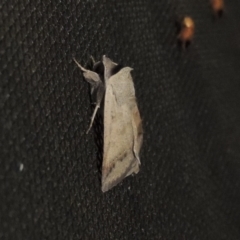 Pantydia sparsa at Pollinator-friendly garden Conder - 28 Dec 2023 10:02 PM