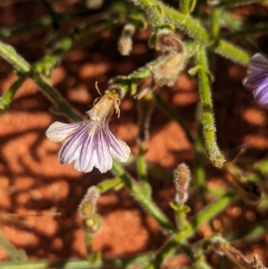 Scaevola sp. at Lake Mackay, NT by Darcy