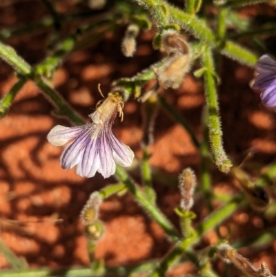 Scaevola parvifolia subsp parvifolia (Fanflower) at Lake Mackay, NT - 13 May 2024 by Darcy