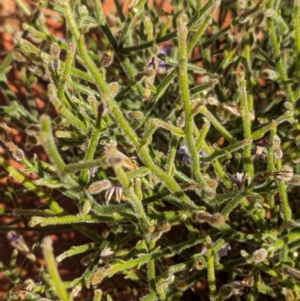 Scaevola parvifolia subsp parvifolia at Lake Mackay, NT - 13 May 2024 01:53 PM