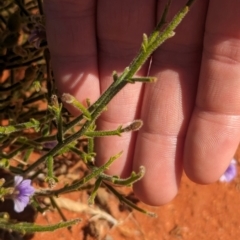 Scaevola parvifolia subsp parvifolia at Lake Mackay, NT - 13 May 2024 01:53 PM