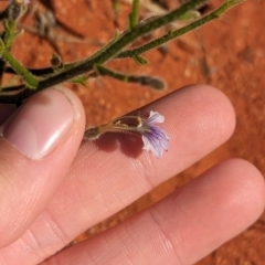 Scaevola parvifolia subsp parvifolia at Lake Mackay, NT - 13 May 2024 01:53 PM