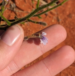 Scaevola parvifolia subsp parvifolia at Lake Mackay, NT - 13 May 2024 01:53 PM