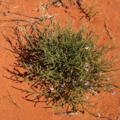 Scaevola parvifolia subsp parvifolia at Lake Mackay, NT - 13 May 2024 01:53 PM