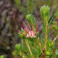 Darwinia fascicularis (Clustered Darwinia) at Ku-ring-gai Chase National Park - 5 Jun 2024 by MatthewFrawley