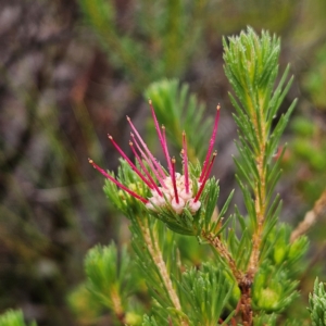 Darwinia fascicularis at Ku-ring-gai Chase National Park - 6 Jun 2024