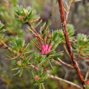 Darwinia fascicularis at Ku-ring-gai Chase National Park - 6 Jun 2024