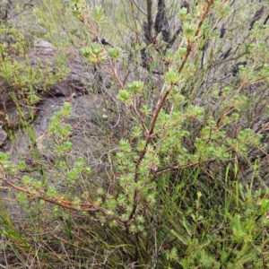 Darwinia fascicularis at Ku-ring-gai Chase National Park - 6 Jun 2024