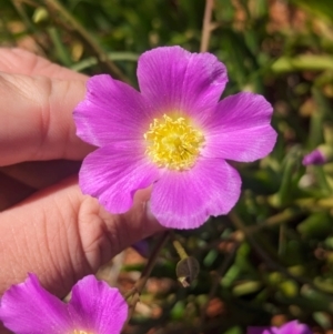 Calandrinia balonensis at Lake Mackay, NT - 13 May 2024 01:57 PM