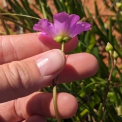 Calandrinia balonensis at Lake Mackay, NT - 13 May 2024 01:57 PM