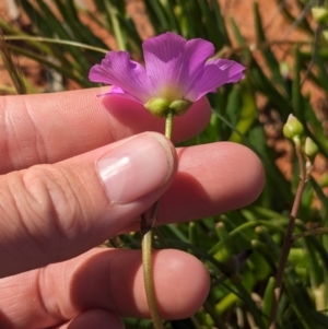 Calandrinia balonensis at Lake Mackay, NT - 13 May 2024 01:57 PM