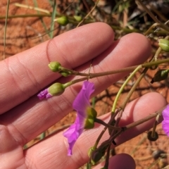 Calandrinia balonensis at Lake Mackay, NT - 13 May 2024 01:57 PM