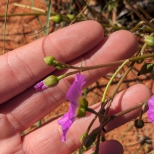 Calandrinia balonensis at Lake Mackay, NT - 13 May 2024 01:57 PM