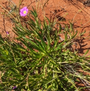 Calandrinia balonensis at Lake Mackay, NT - 13 May 2024 01:57 PM