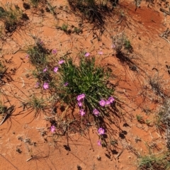 Calandrinia balonensis at Lake Mackay, NT - 13 May 2024 01:57 PM